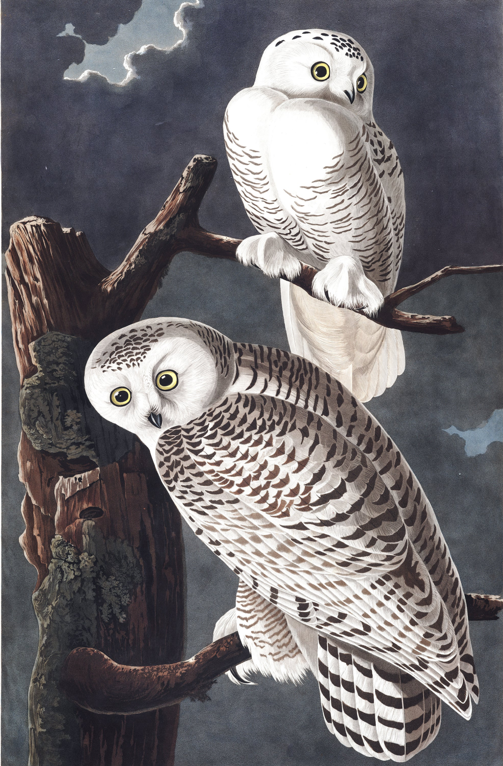 Snowy Owl Audubon